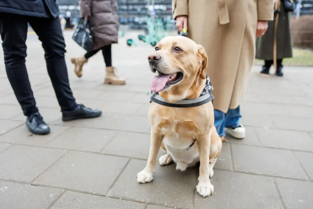 Organizatorių nuotr. / „Purina ONE“ mitybos akademija siūlo nemokamas veterinarų konsultacijas.