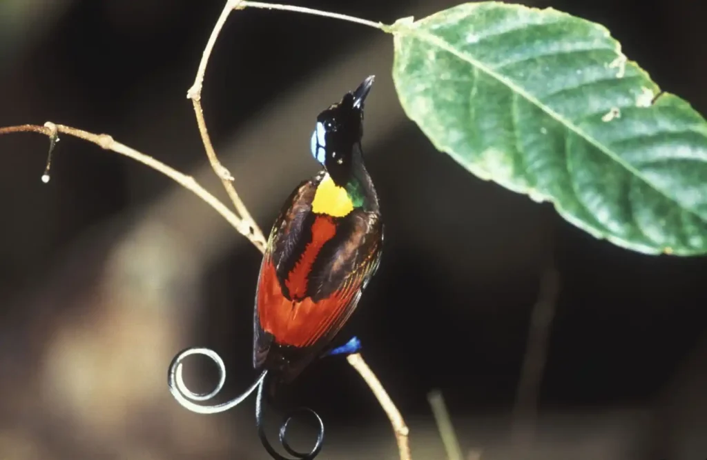BBC nuotr. / D. Attenborough jubiliejaus proga pristatomas filmas „Attenborough rojuje“.