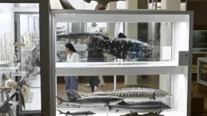 Kauno Tado Ivanausko zoologijos muziejus / Muziejaus ekspozicijos fragmentas