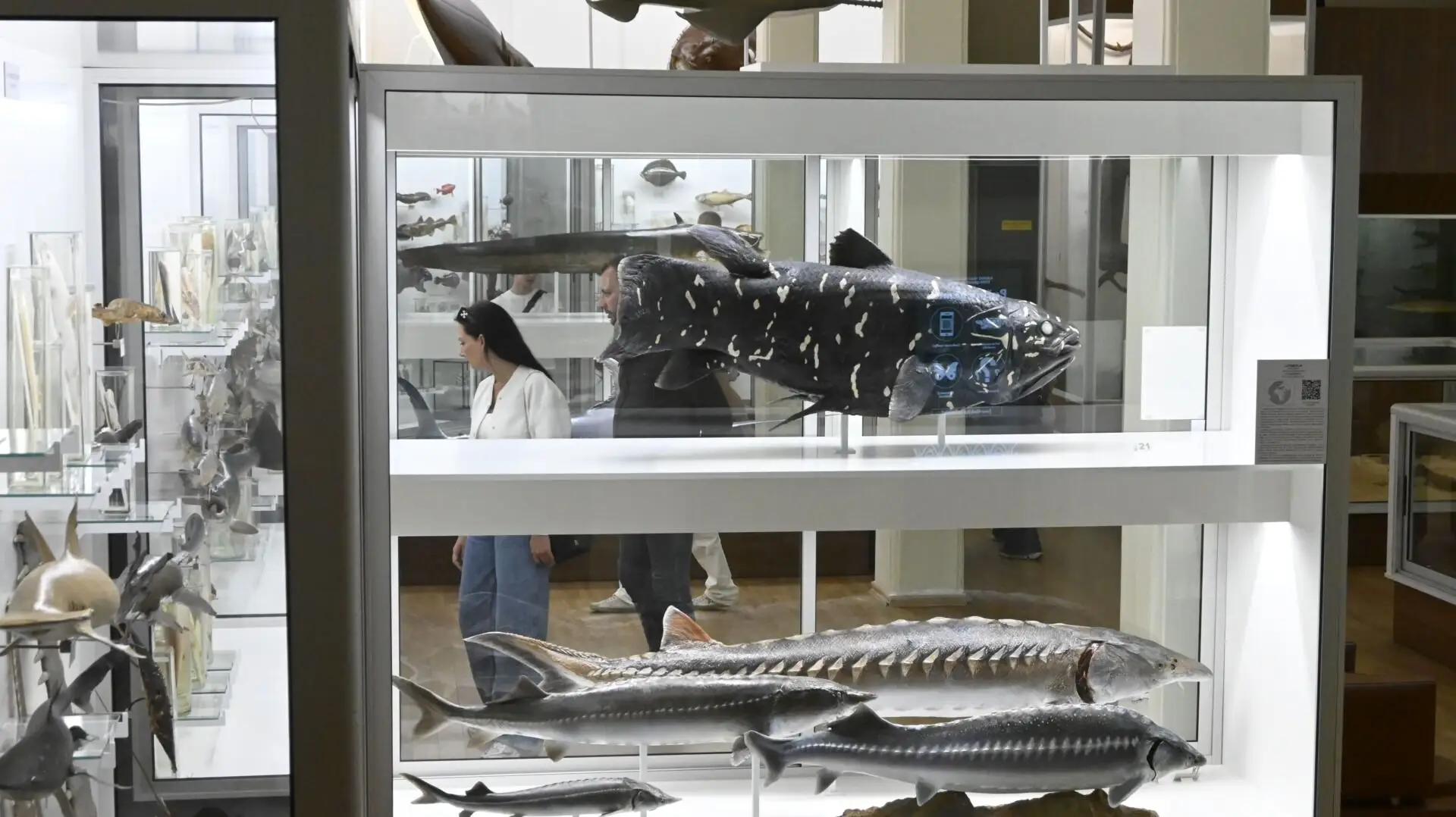 Kauno Tado Ivanausko zoologijos muziejus / Muziejaus ekspozicijos fragmentas